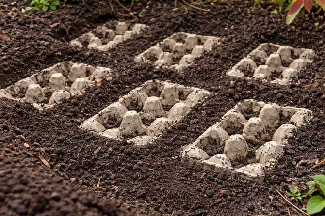 U kutije za jaja sadite lukovice
