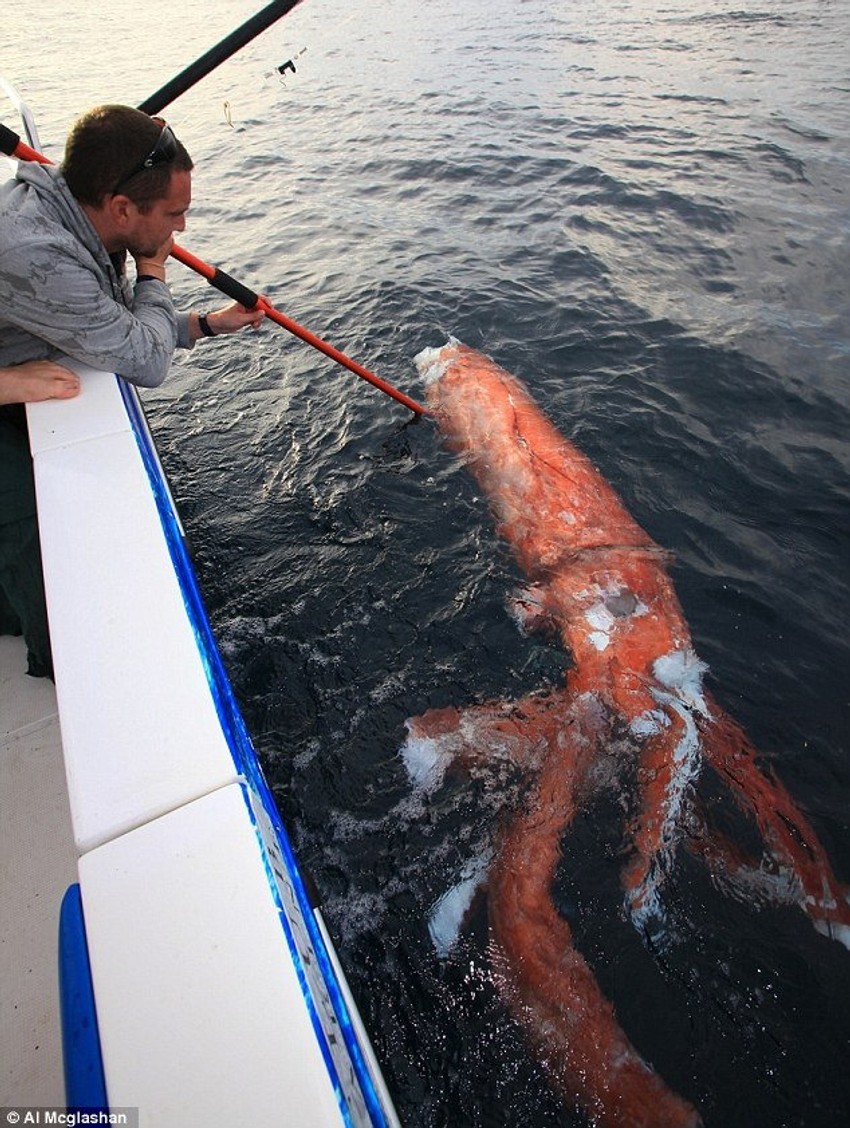 Al Meglašan  u trenutku kada je pronašao džinovsku lignju, malo pre nego što će naići ajkula