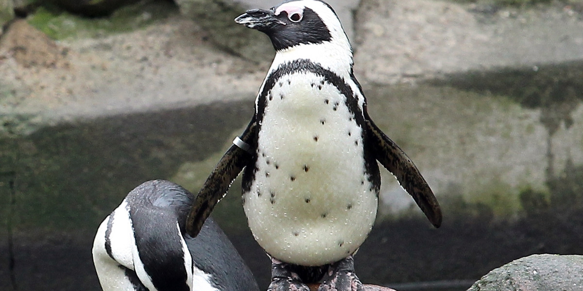 Moc atrakcji w stołecznym zoo