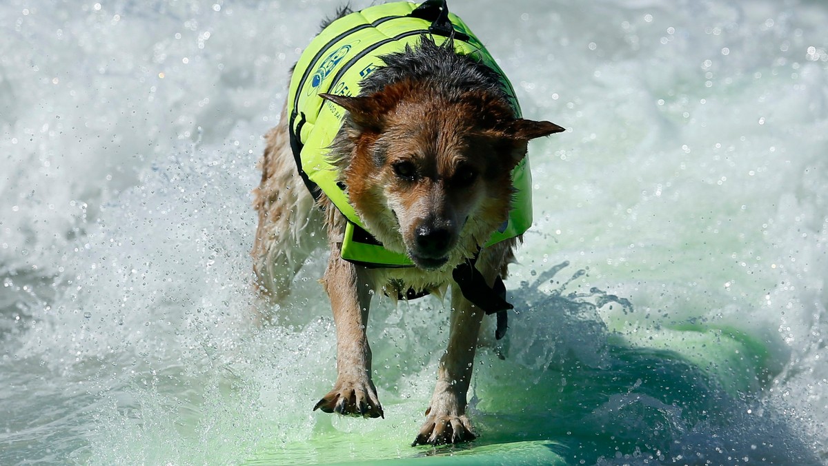 Takich surferów jeszcze nie widzieliście!