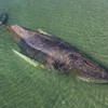 Nasukani kit u nemačkom zalivu Libek 23. marta | Foto: EPA/Sea Shepherd