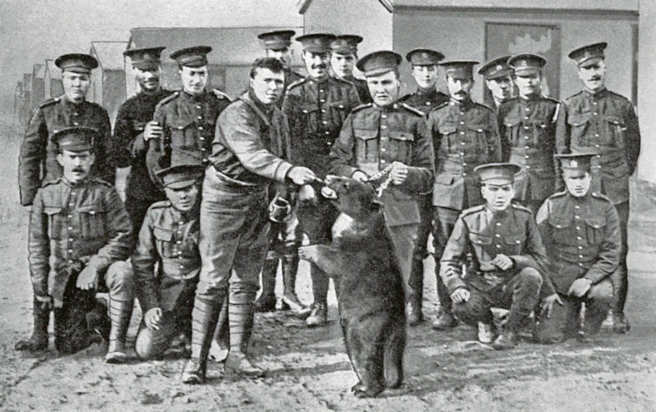 Medvedicu crnog krzna Vinipeg je u Prvom svetskom ratu doveo u Britaniju kanadski poručnik Hari Koulborn