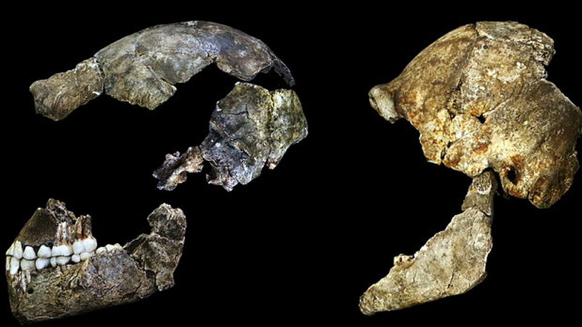 Homo naledi - oto nowy gatunek człowieka odkryty dzięki pracom archeologicznym w jednej z jaskiń na terenie Republiki Południowej Afryki. Naukowcy zidentyfikowali skamieliny naszego starożytnego krewnego, który ma ludzkie cechy - informuje "The Telegraph".