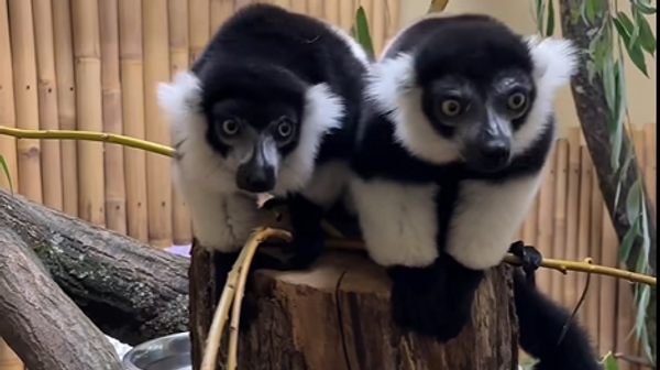 Nowe wari czarno-białe najbliższe dni spędzą jeszcze na kwarantannie, ale potem wyjdą na wybieg