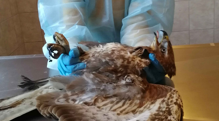 A karvalynak a szárnya tört el, bekötötték, most legalább hat hétig nem vadászhat/Fotó:Hortobágyi Madárpark -Madárkórház Alapítvány