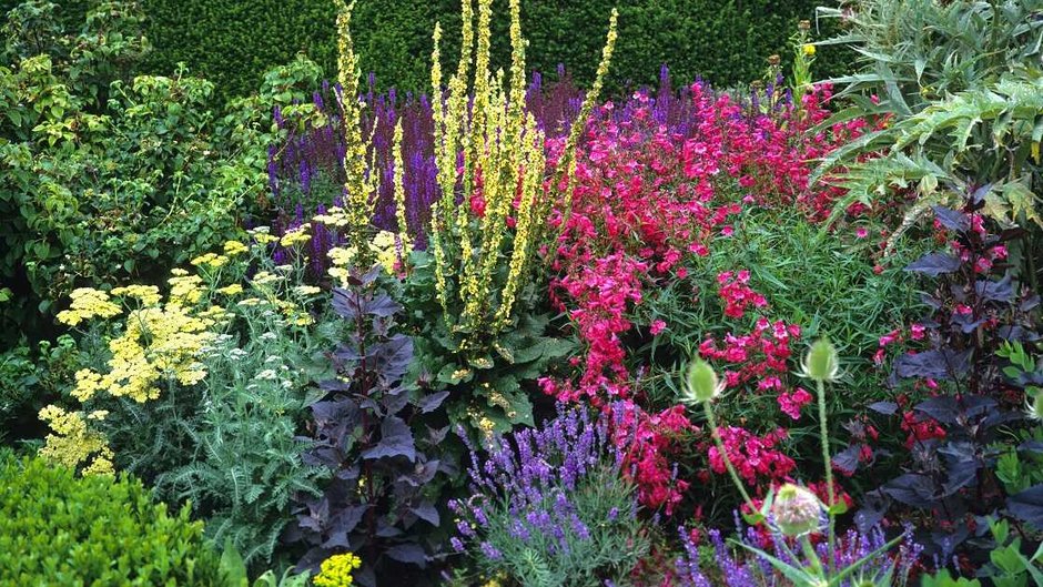 Rośliny czują się lepiej w grupie! (fot. Gardens by Design / Shutterstock)