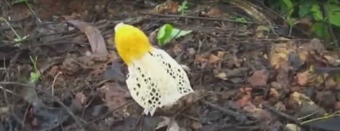 „Phallus Indusiatus”