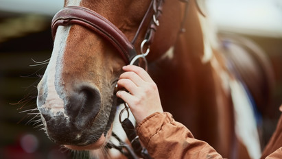 Fejszét vágott a lovába, megölte a kiskutyáját egy 27 éves orgoványi férfi