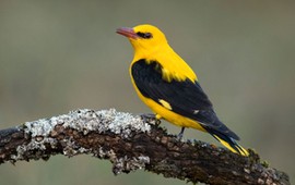 jak-wyglada-wilga-skowronek-sojka-kos-szybki-quiz-z-polskich-ptakow-rozpoznasz-je-na-zdjeciach