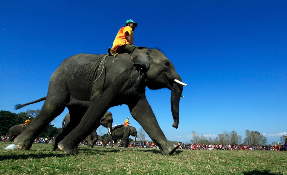 NEPAL ELEPHANT FOOTBAL