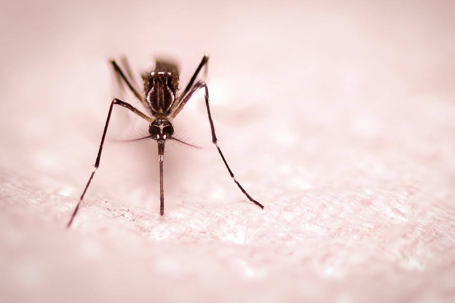 Téged is halálra kínoznak esténként a szúnyogok? Már nem sokáig