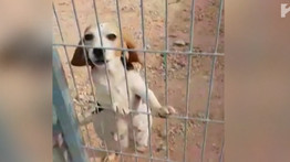 Döbbenet: 21 kutyán végezhetett kísérleteket az állatorvos – Így bukott le a tököli horrordoki