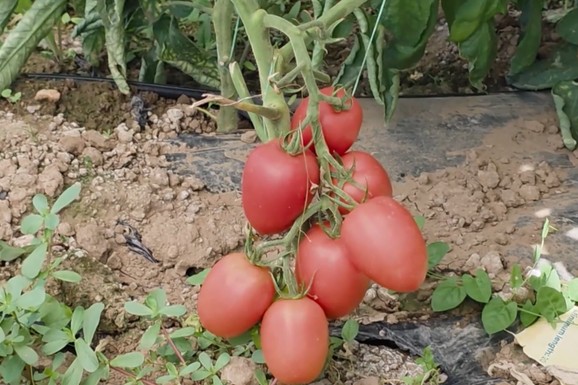 Evo kako nastaje pravi domaći paradajz u Srbiji, ovo je "tajni" recept (VIDEO)