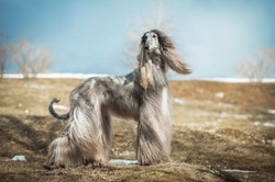 Wychudzone i skrajnie zaniedbane charty afgańskie odebrane właścicielowi. Jest dochodzenie