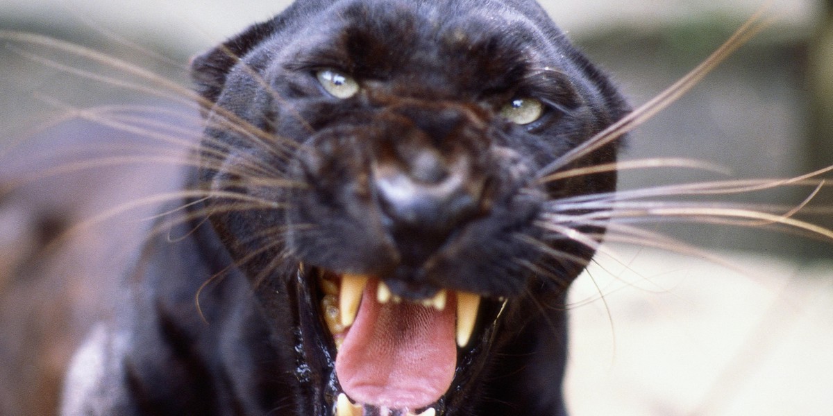 Jaguar zaatakował w zoo pod Arizoną