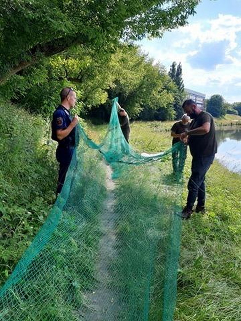 Uwolnili kaczuszkę z plastiku