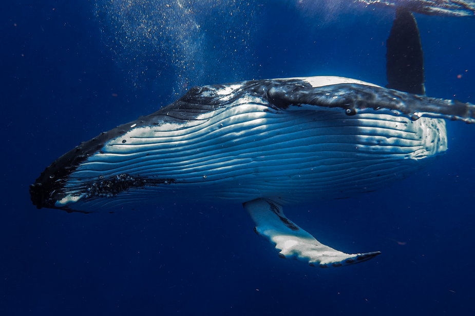 Tropem wielorybów Pacyfiku
