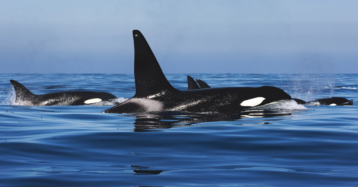 Orki zatopiły jacht. Ekstremalnie trudna akcja ratunkowa