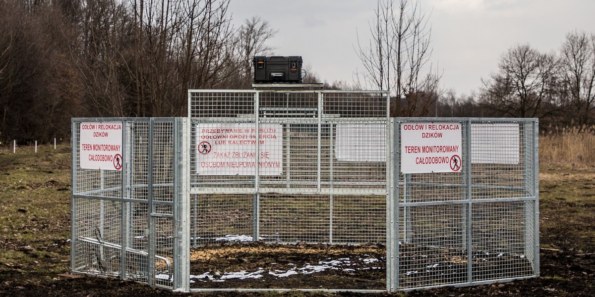 Oto pierwsza w Krakowie odłownia dzików