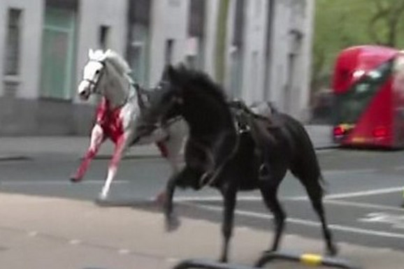 KONJ UMAZAN KRVLJU JURI ULICAMA! Drama u centru Londona: Odbegli konji zbacili jahače pa izazvali haos, IMA POVREĐENIH (VIDEO)
