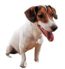 Jack Russel