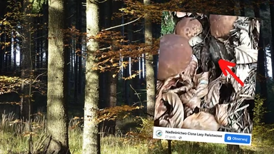 Co się dzieje w bieszczadzkich lasach? Leśnicy pokazali nagranie. "Można dostać oczopląsu"