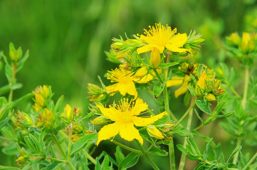 Dziurawiec zwyczajny (łac. Hypericum perforatum) na złe samopoczucie