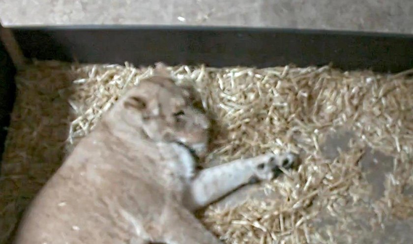 Makabra na wybiegu z lwami w Lipsku. Pracownicy zoo wstrząśnięci