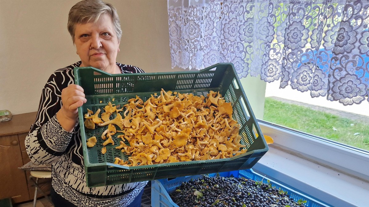 Nareszcie! Zobaczcie, co się dzieje w skupach. Rekordziści zarabiają choćby 300 zł dziennie