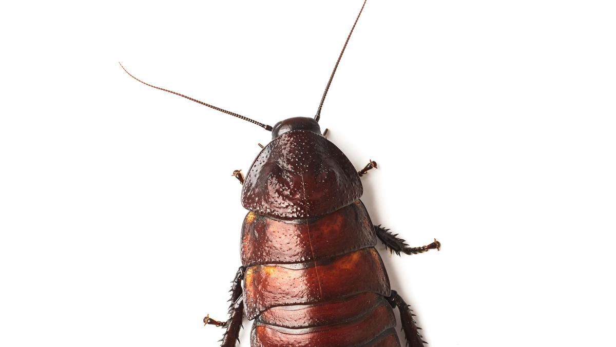 Madagascar hissing cockroach