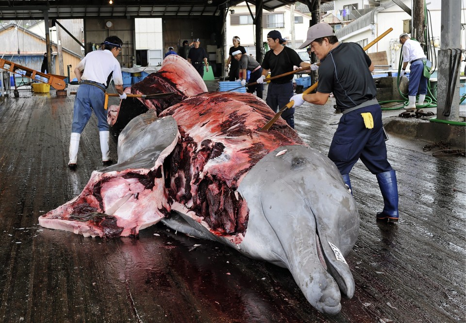 JAPAN FEATURE PACKAGE WHALING