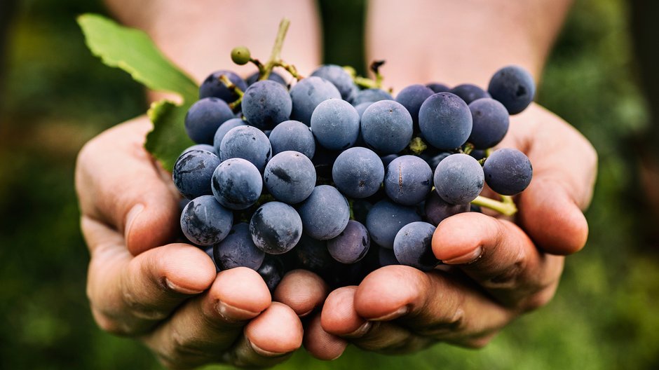 Winogrono stanowi jedno z najstarszych (obok zboża) roślin uprawianych na świecie