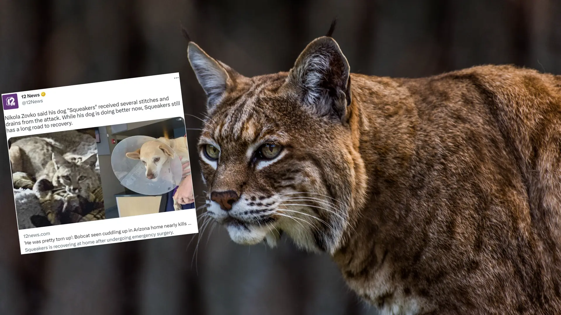 Dziki kot rozgościł się w legowisku ich psa. "Patrzył na mnie i warczał"