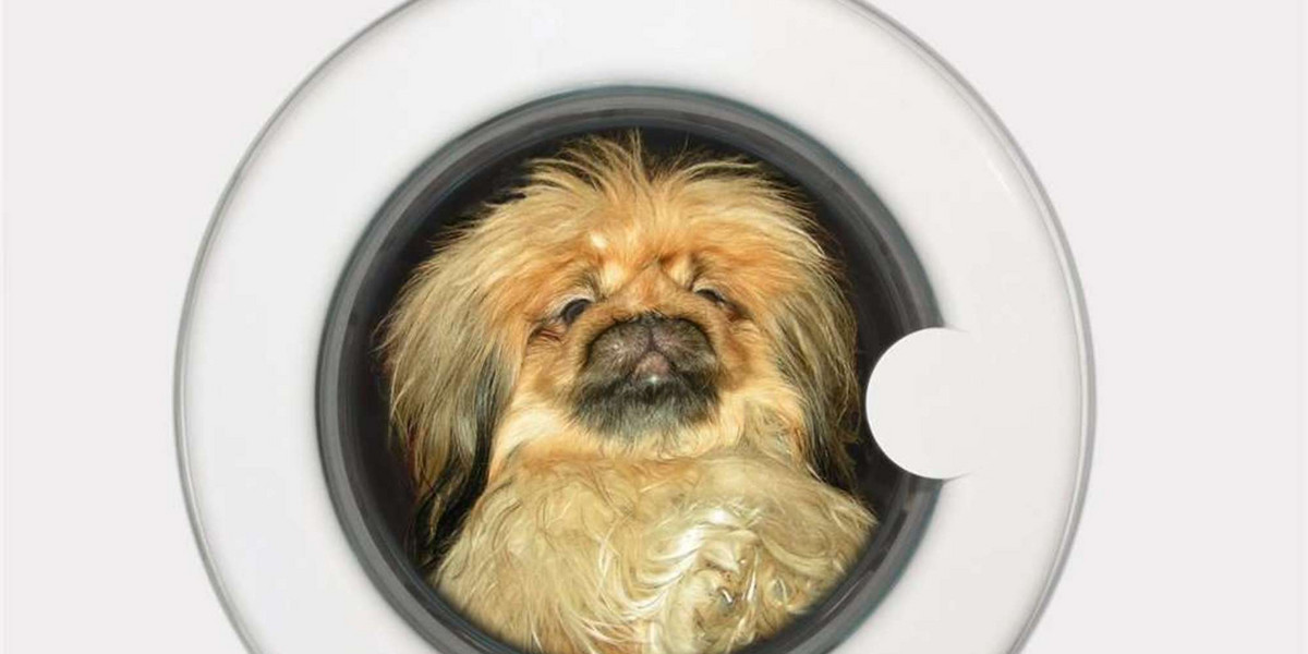 Właściciel wyprał psa w pralce. Zwierzak nie przeżył