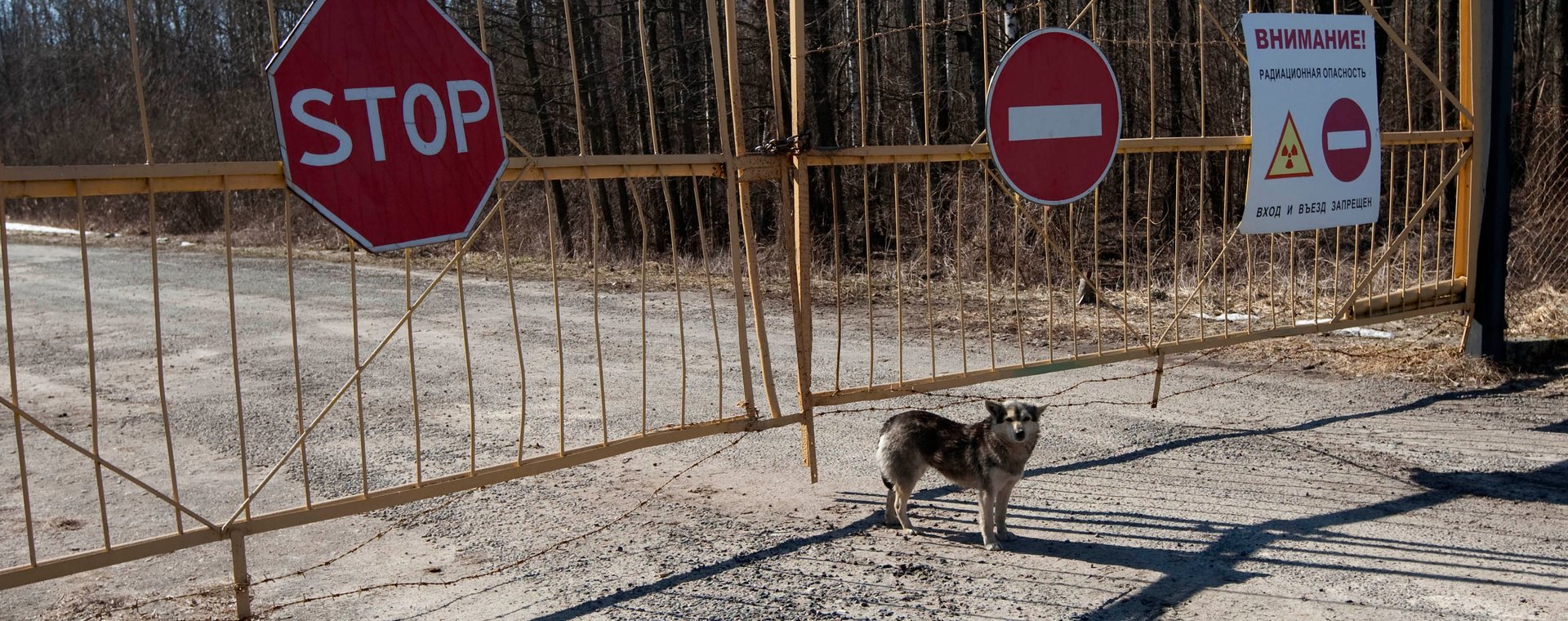 Pies pod bramą elektrowni w Czarnobylu.