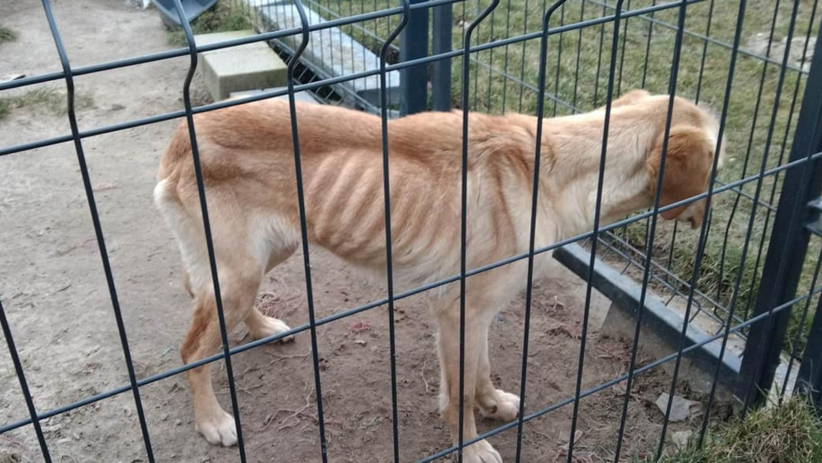 Znęcał się nad psem. Sąd wymierzył mu karę grzywny