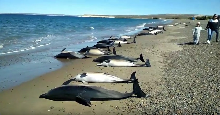 Jako je bitno kontaktirati organizaciju koja se bavi zaštiom životinja