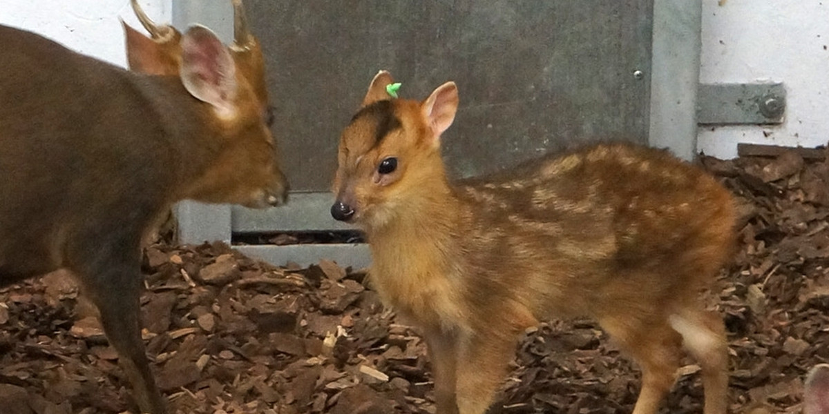 Narodziny w zoo we Wrocławiu