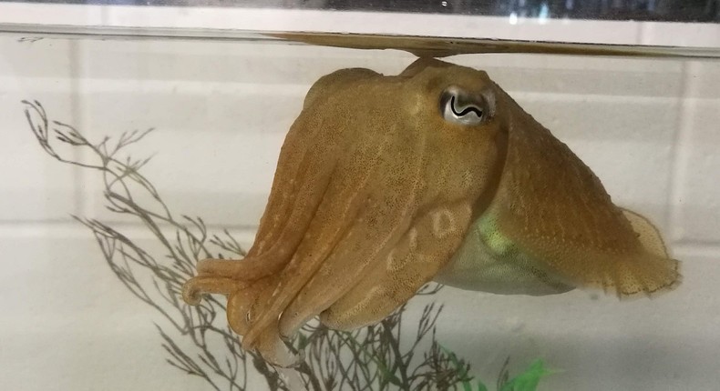 Research published on March 3 shows cuttlefish like this one can display self-control.
