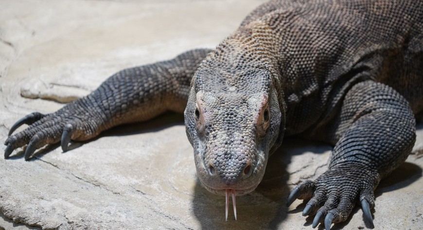Flores to dorodna samica warana z Komodo