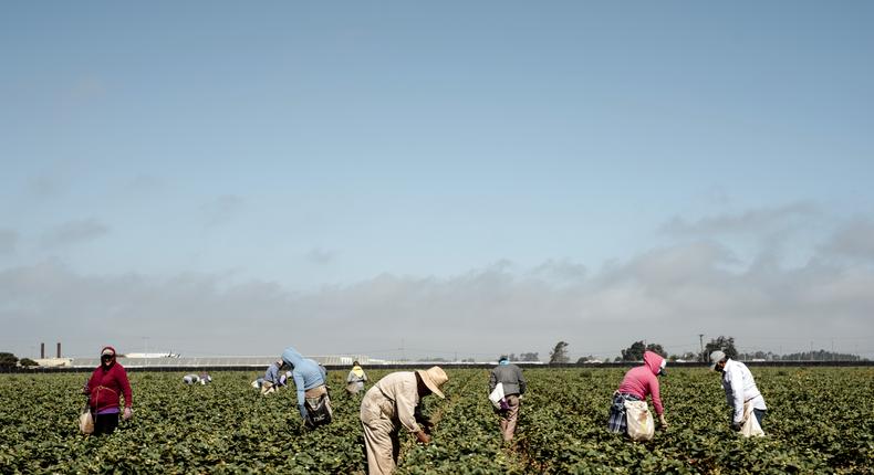 Farmworkers, Mostly Undocumented, Become 'Essential' During Pandemic
