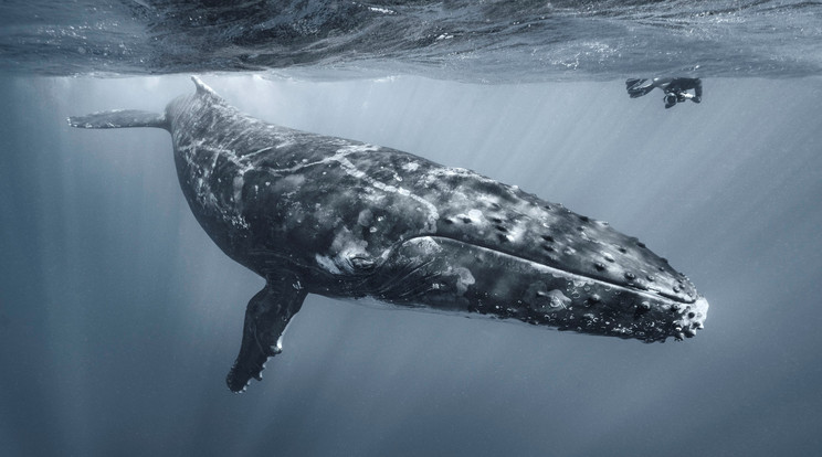 A bálna elnyelte áldozatait, valaki pedig az egészről felvételt készített. / Foto: Northfoto