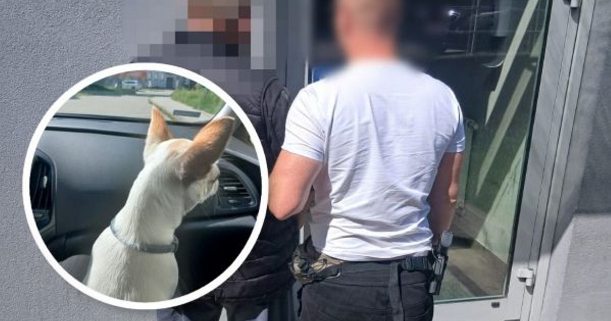 60-latek ukradł chihuahua podczas naprawy dachu – szokujący koniec