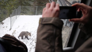 Słowacy chcą zbudować park safari z niedźwiedziami. Tuż przy granicy z Polską