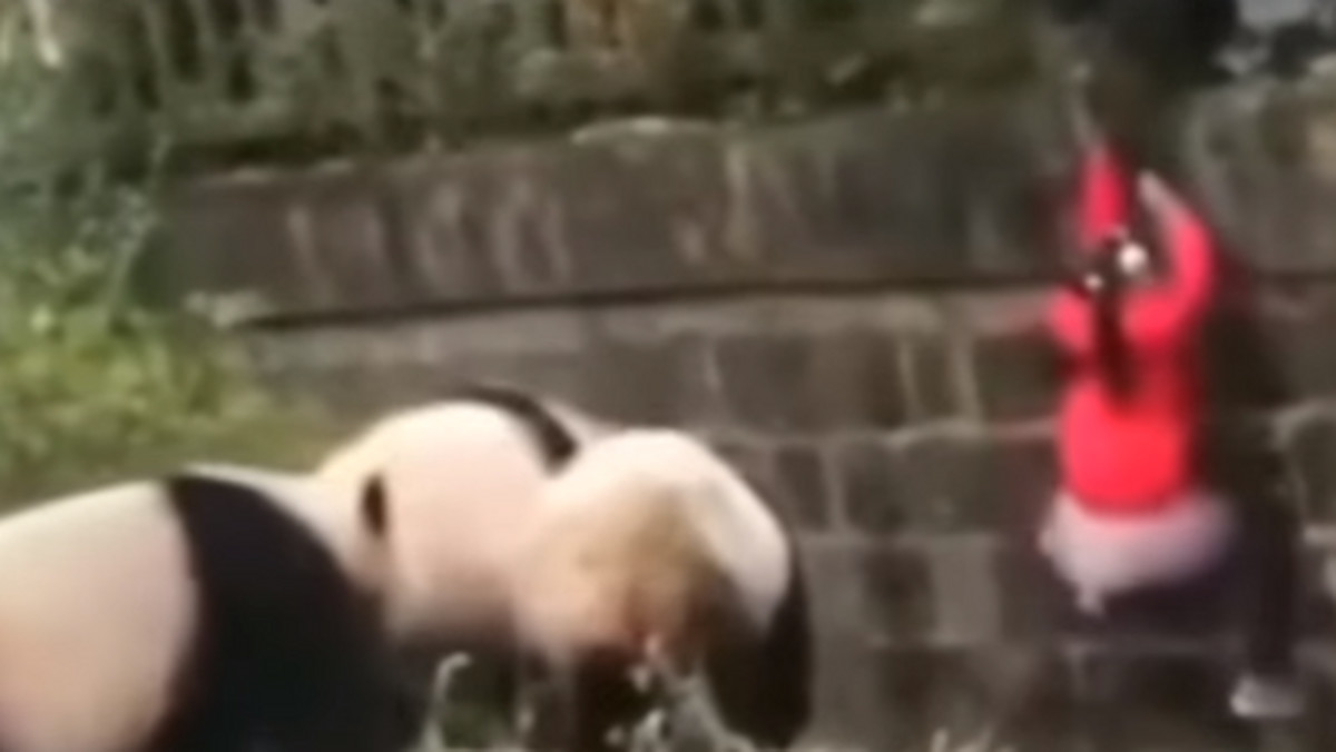 Przerażająca scena miała miejsce w chińskim zoo. Pięcioletnie dziecko wpadło do zagrody, w której po wybiegu spacerowały pandy. Stacja ABC News zamieściła wideo, na którym uwieczniono zapierającą dech w piersiach akcję ratunkową.