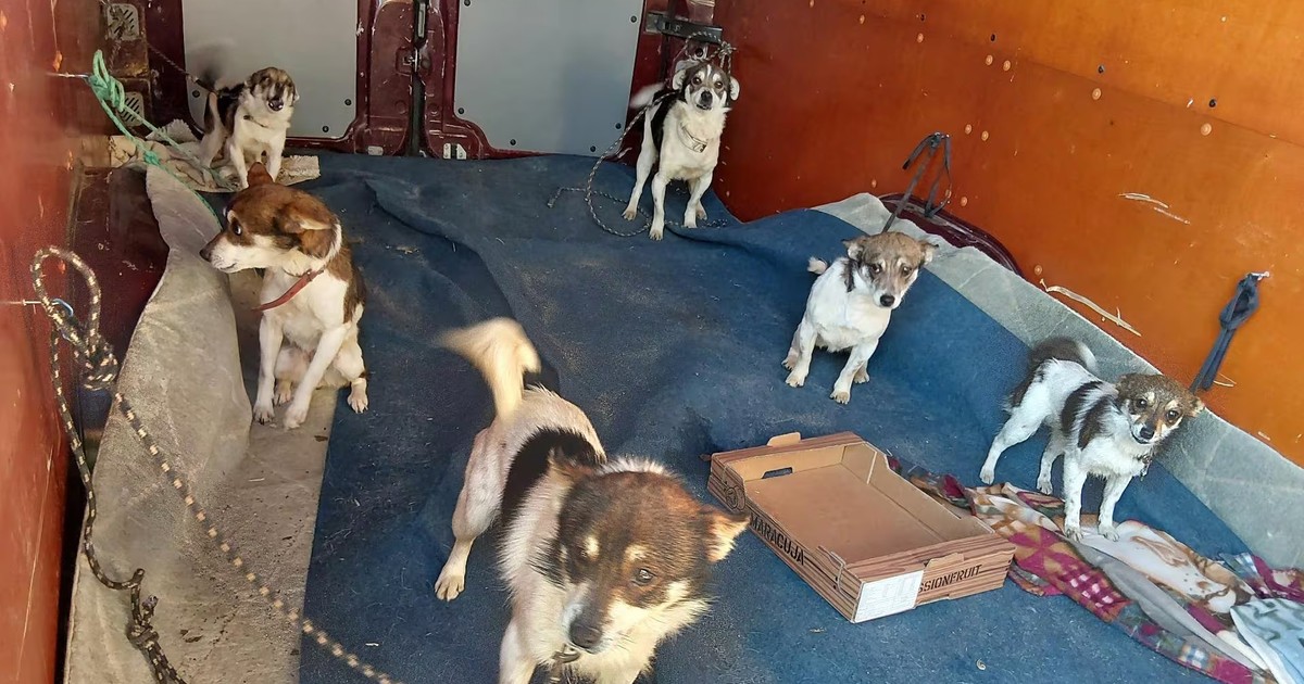 Niemiecka policja zdębiała po sprawdzeniu auta Polaka. Zdradziły go dziwne dźwięki