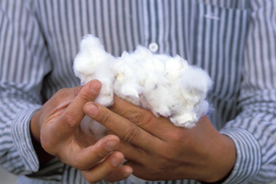 Rolnik z kłębkami bawełny w chińskiej prowincji Sinciang (Xinjiang), z której pochodzi ok. jedna piąta światowej bawełny. Uprawy odbywają się tam jednak z pogwałceniem praw człowieka
