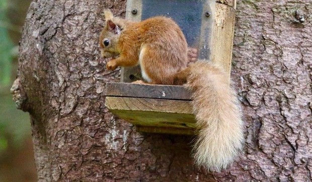 Narandžasta veverica može da se vidi na nekoliko lokacija u Kumbriji | Foto: HW Slack