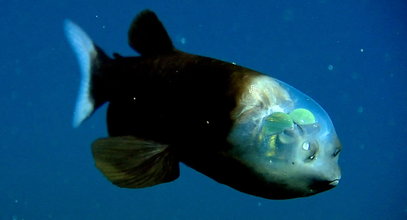 W głębinach oceanu odkryli rybę z przezroczystą głową. Wygląda jak kosmita!