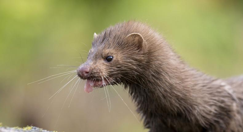 Animal activists released 3,000 minks from a Wisconsin farm.Vasily Fedosenko/Reuters